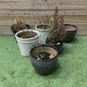 Set of six garden planter pots