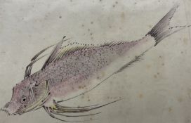 Japanese School (Meiji Period c19th century): Study of a Fish