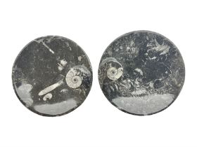 Pair of circular dishes with a raised goniatite and orthoceras and goniatite inclusions