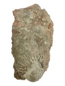 Crinoid sea bed plaque
