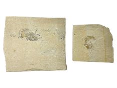 Two fossilised shrimp (Aeger tipularius) each in an individual matrix