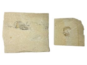 Two fossilised shrimp (Aeger tipularius) each in an individual matrix