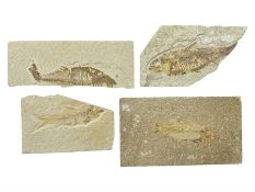 Four fossilised fish (Knightia alta) each in an individual matrix