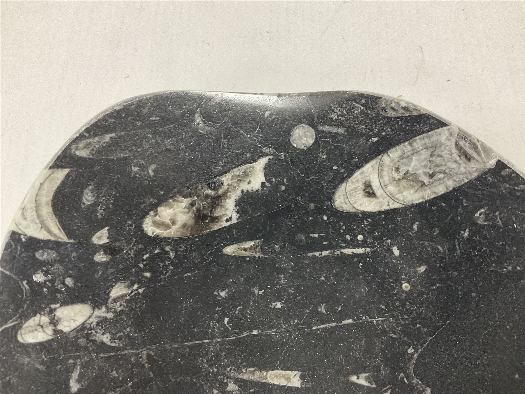 Free form dish with orthoceras and goniatite inclusions - Image 3 of 6