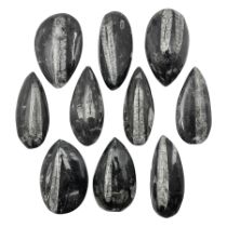 Ten individual polished orthoceras fossils