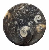 Circular dish with a raised goniatite and orthoceras and goniatite inclusions