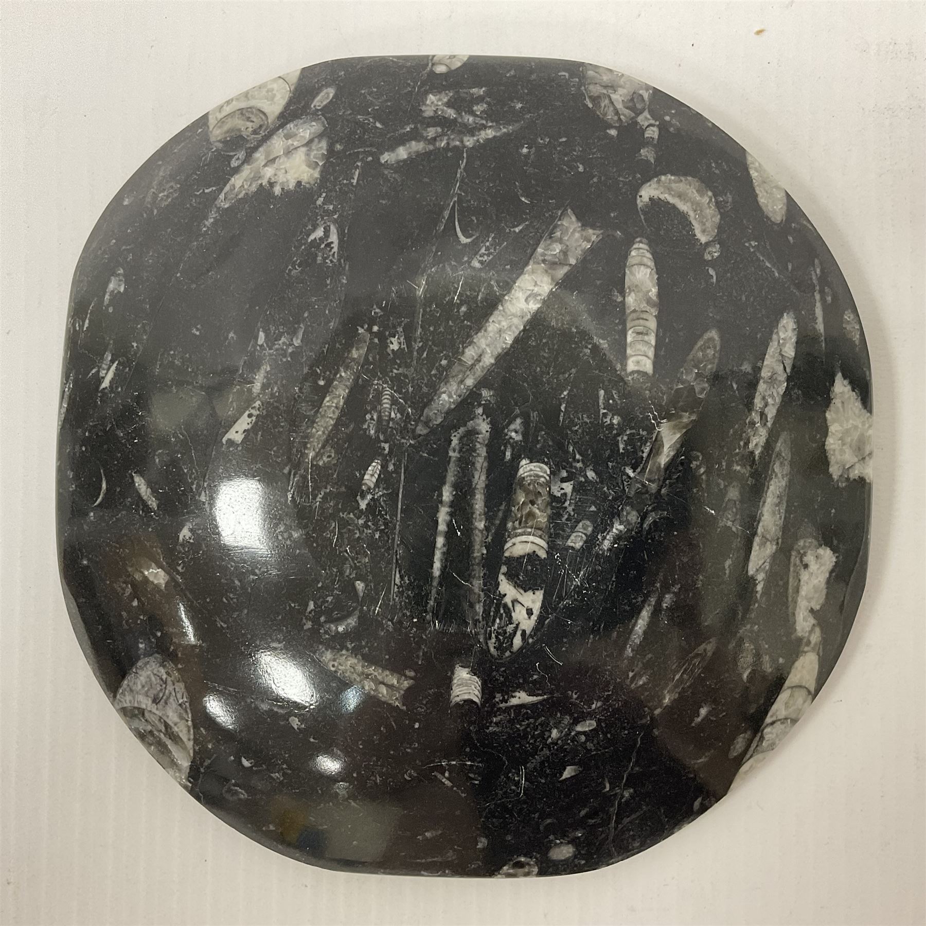 Free form dish with orthoceras and goniatite inclusions - Image 6 of 6