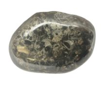 Stone paperweight with ammonite inclusions L10cm