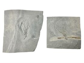 Two Crinoid slabs