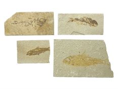 Four fossilised fish (Knightia alta) each in an individual matrix