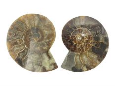 Two ammonite fossil slices