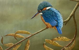 Robert E Fuller (British 1972-): Kingfisher on a Branch
