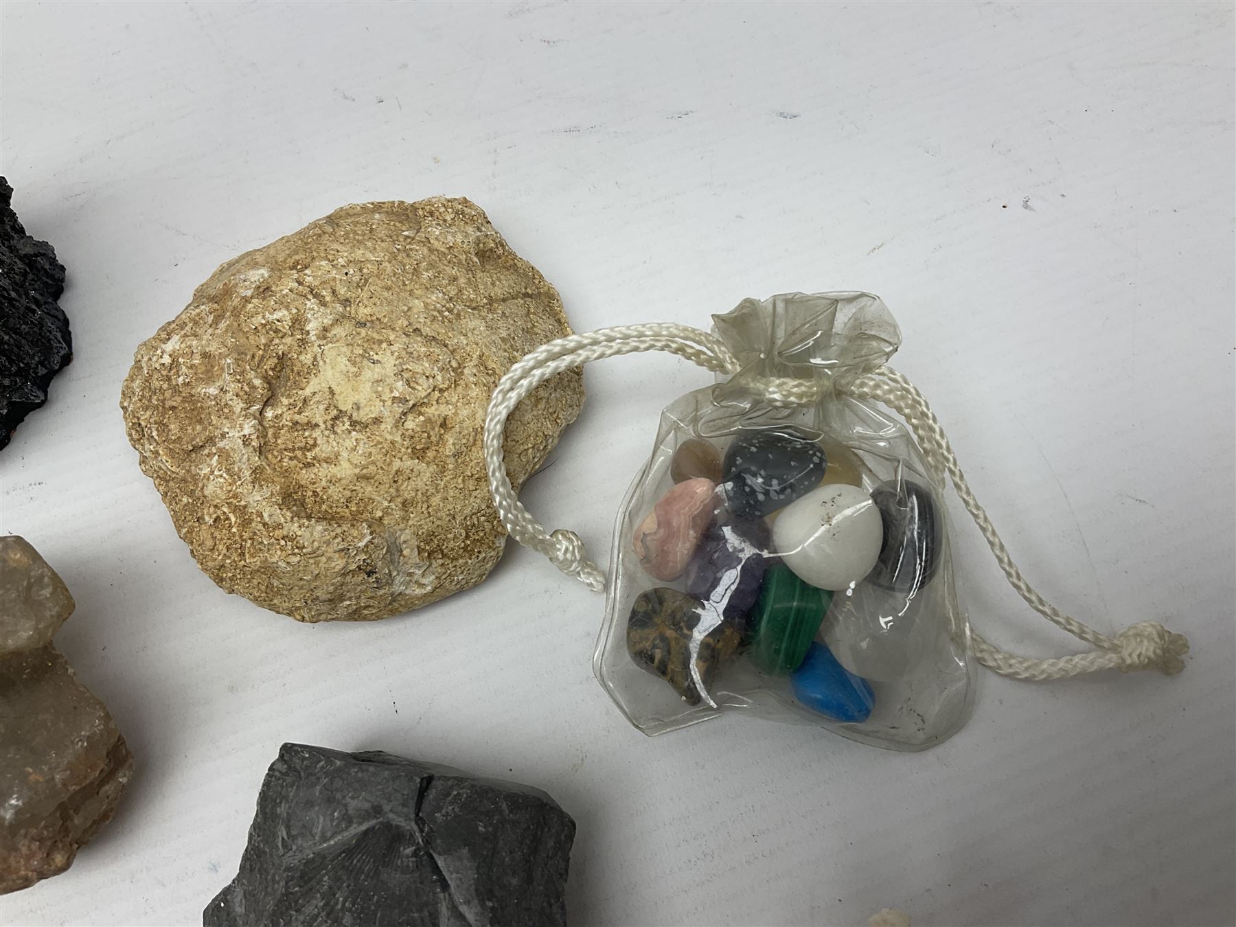 Collection of minerals and coral - Image 9 of 13