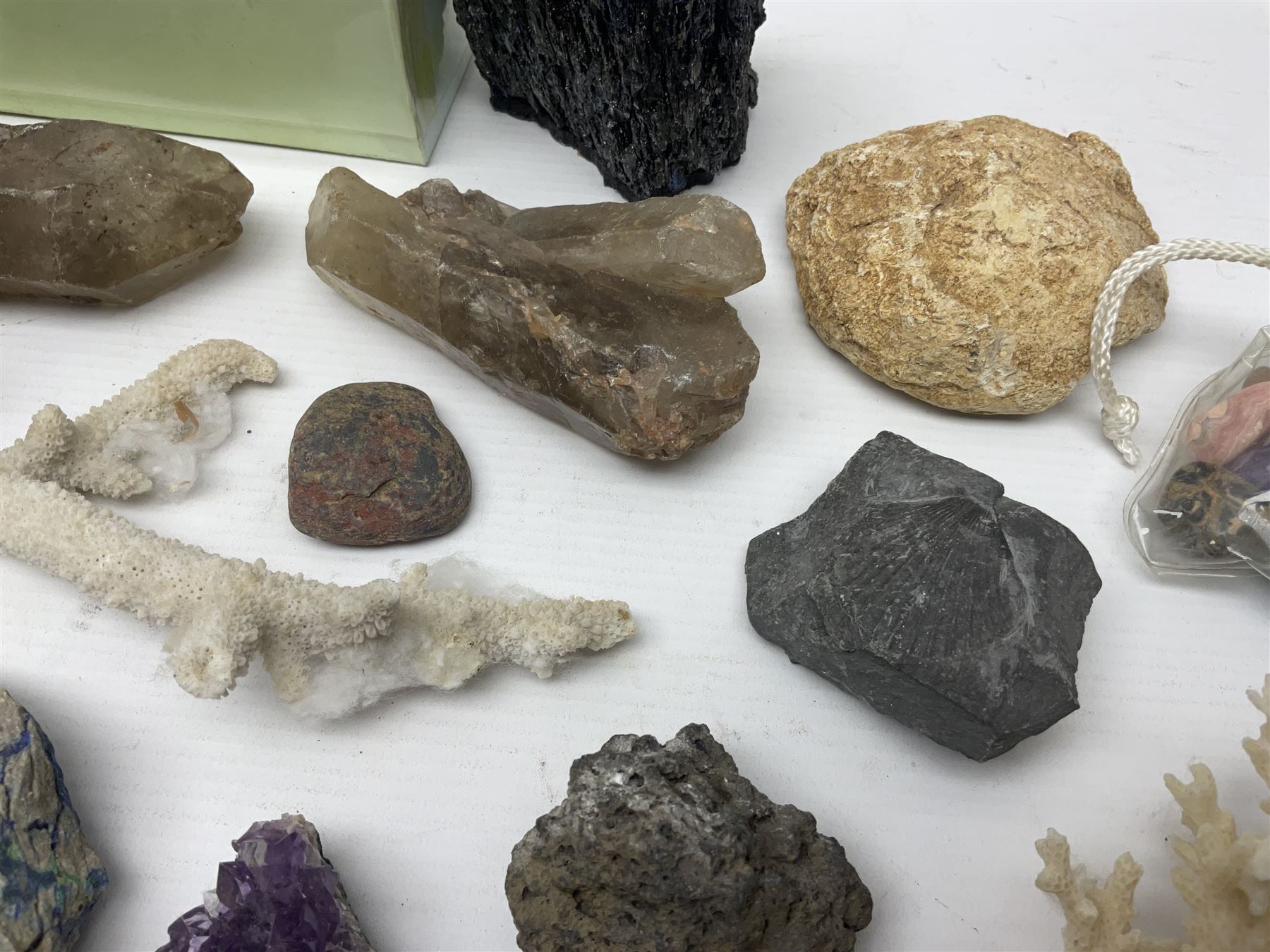 Collection of minerals and coral - Image 8 of 13