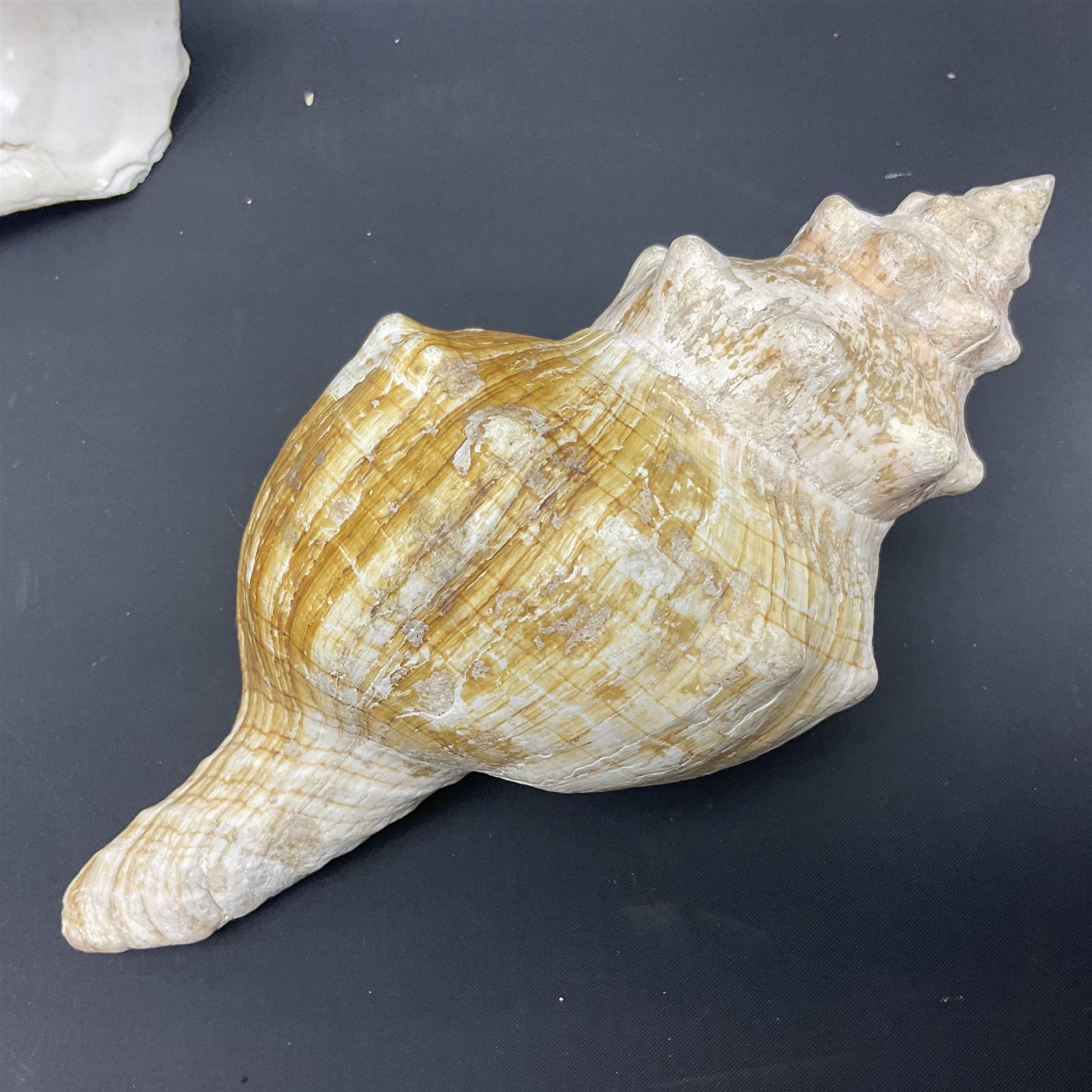 Conchology: selection of conch shells - Image 16 of 28