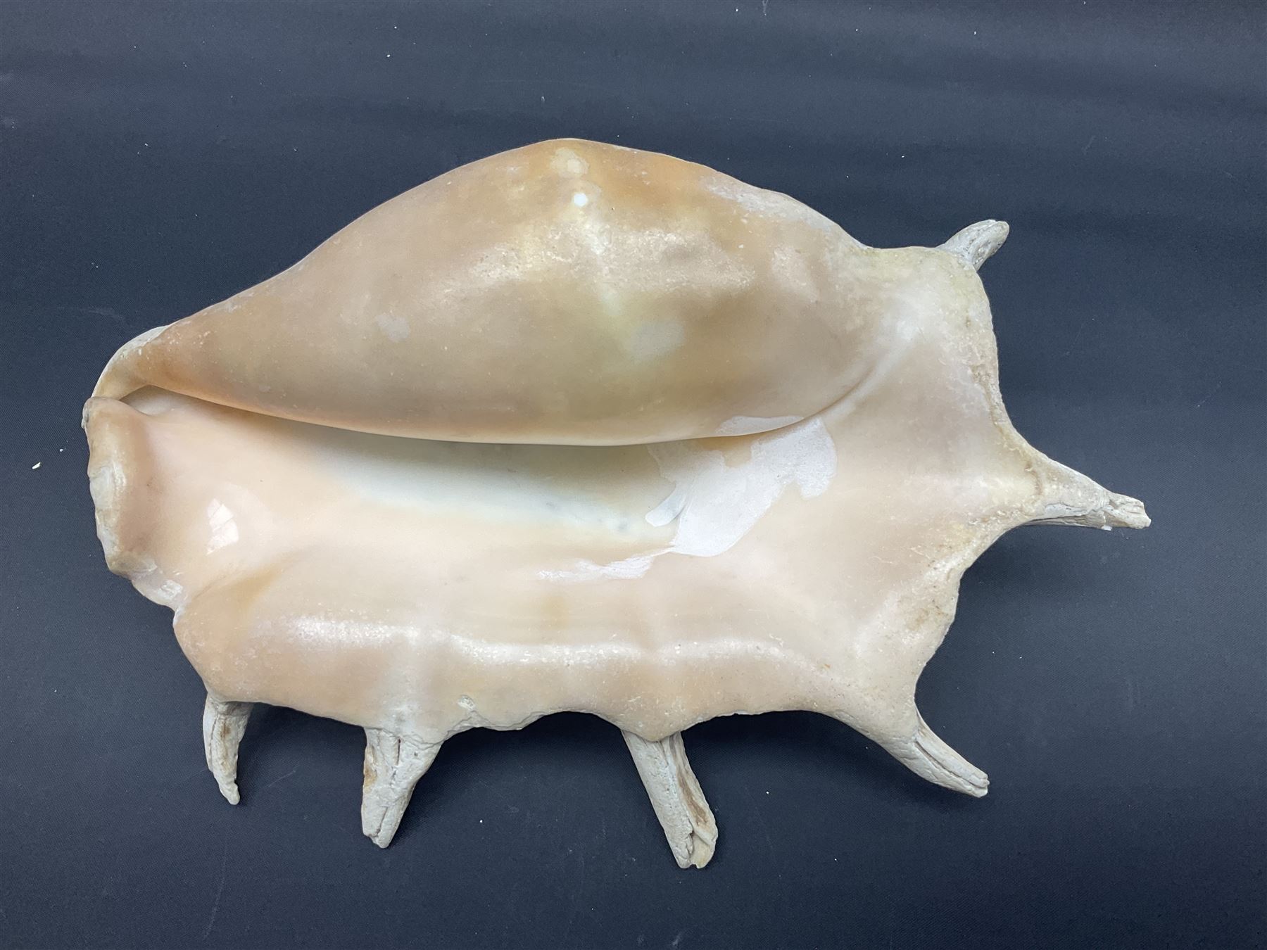 Conchology: selection of conch shells - Image 26 of 28