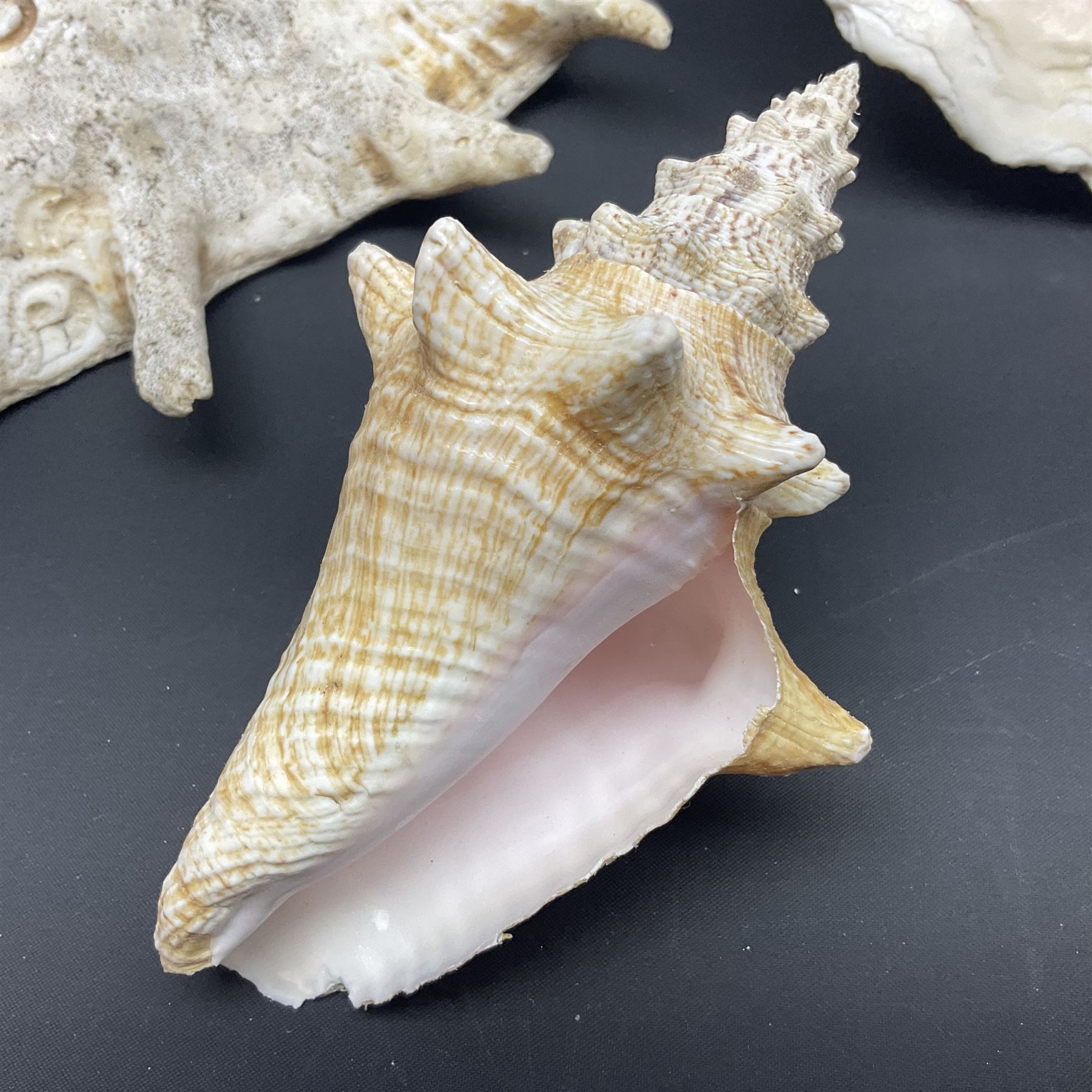 Conchology: selection of conch shells - Image 9 of 28