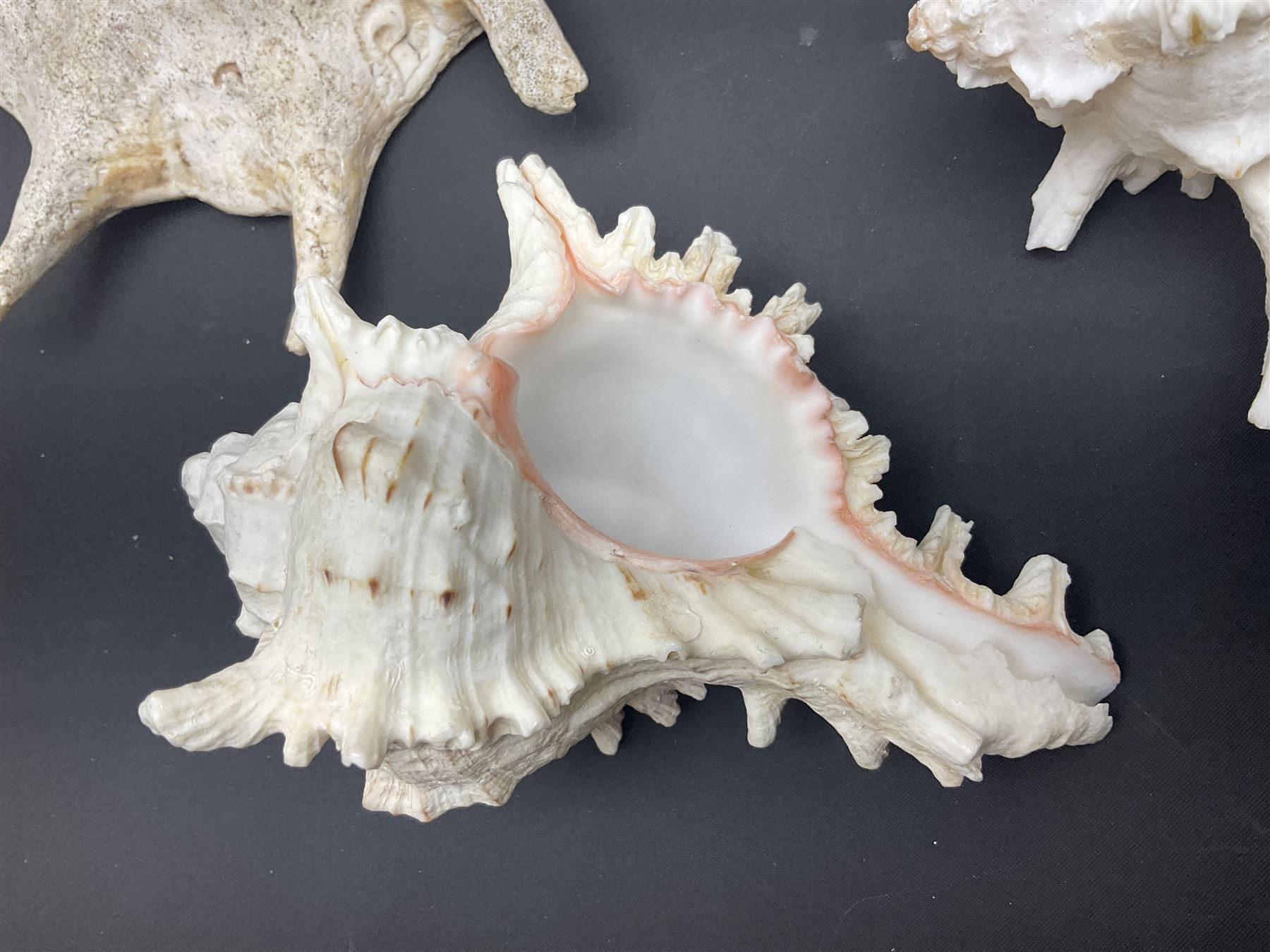 Conchology: selection of conch shells - Image 3 of 28