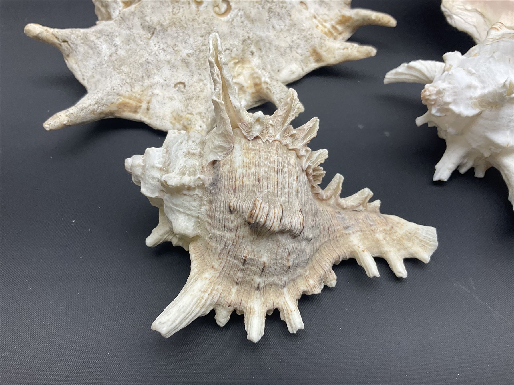 Conchology: selection of conch shells - Image 2 of 28