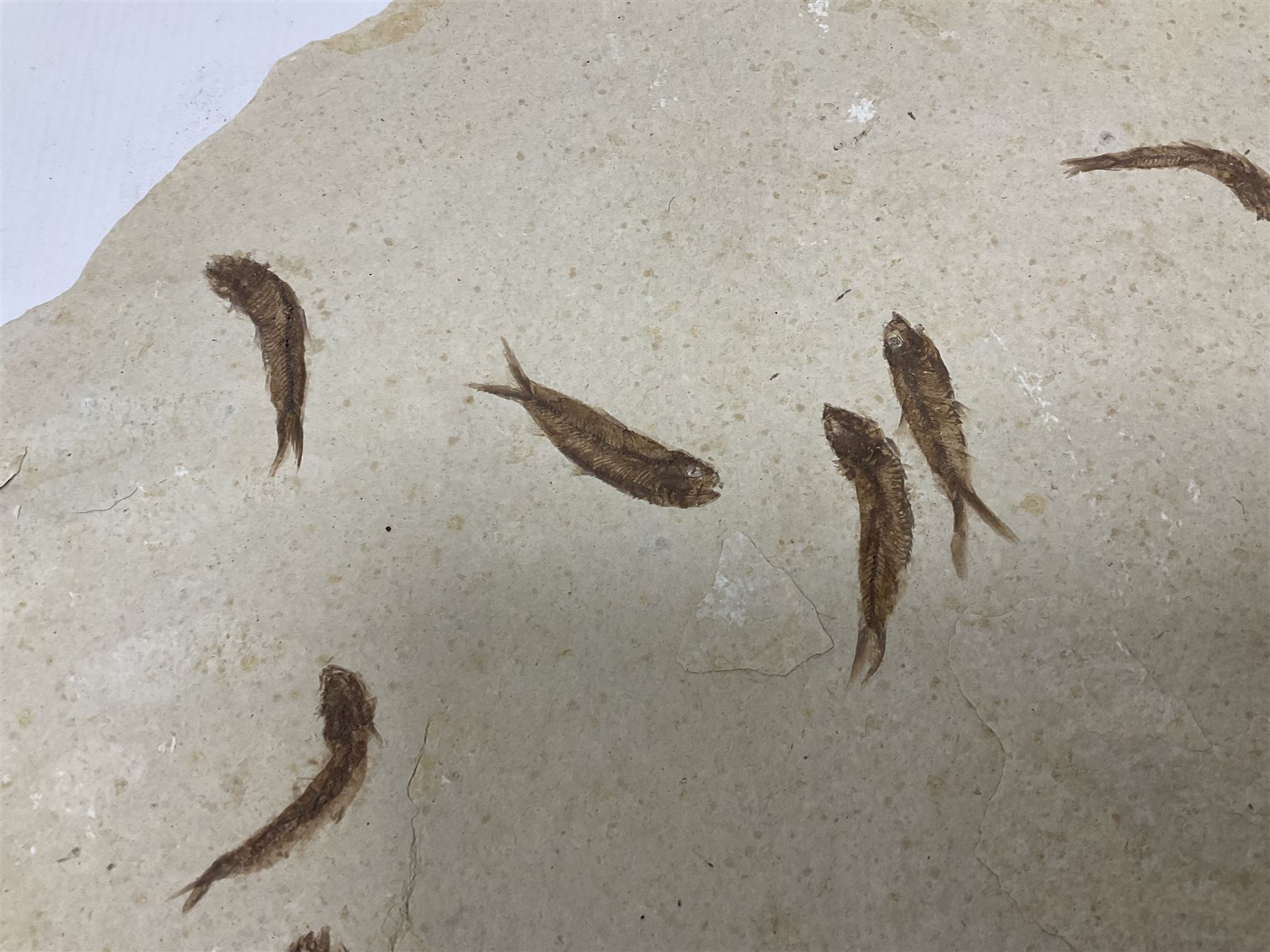 Fossilised fish group in a single matrix; shoal of fossilised fish (Knightia alta) - Image 2 of 11