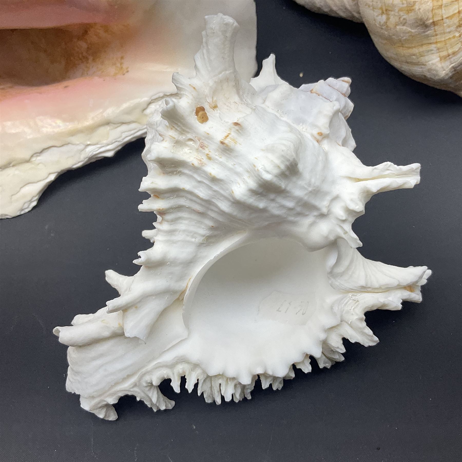 Conchology: selection of conch shells - Image 14 of 28