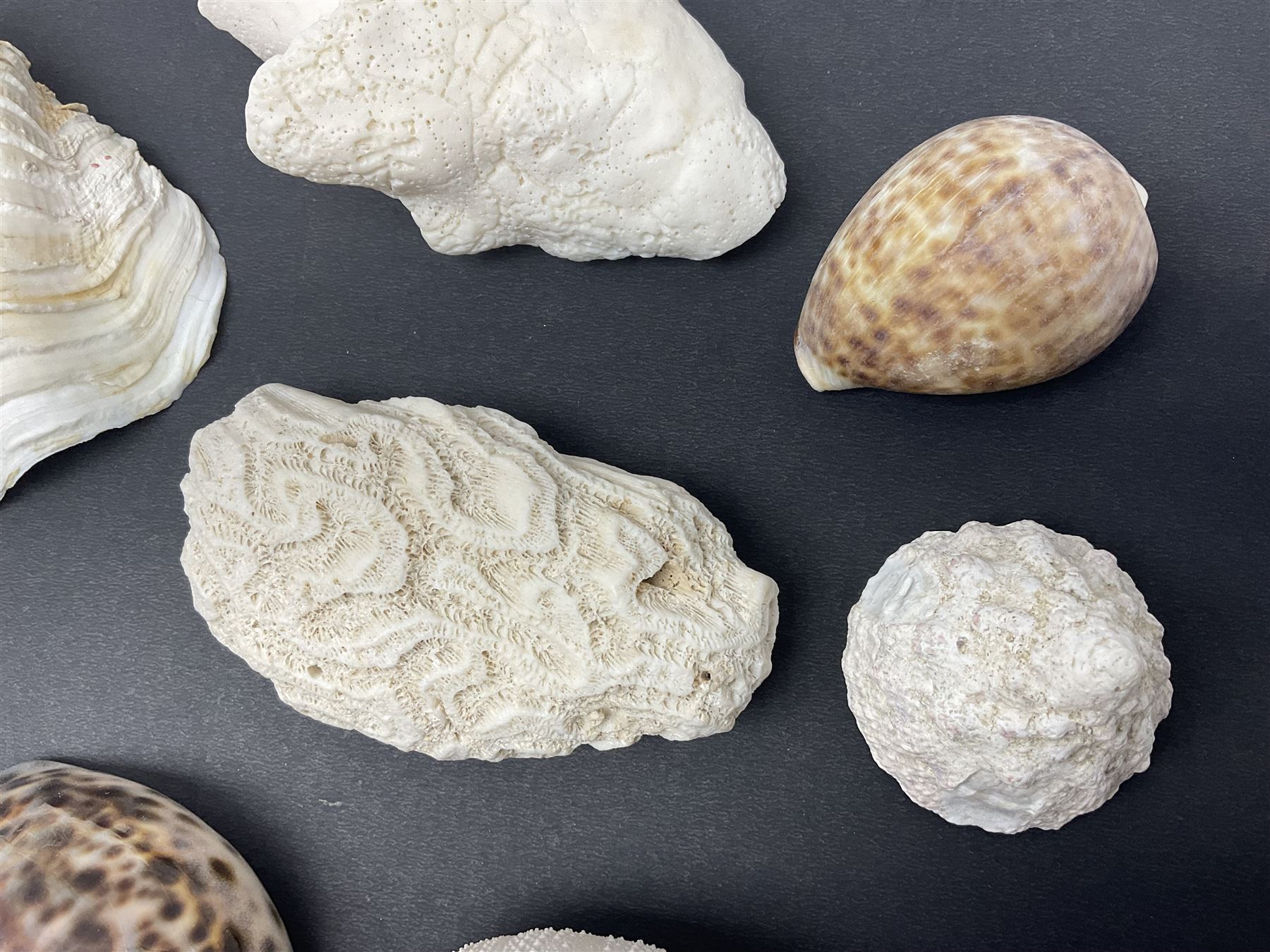 Conchology: collection of dried coral specimens together with a large collection of shells including - Image 13 of 14