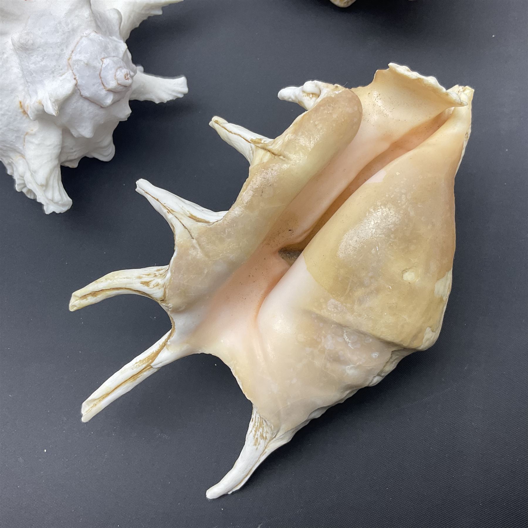 Conchology: selection of conch shells - Image 11 of 28