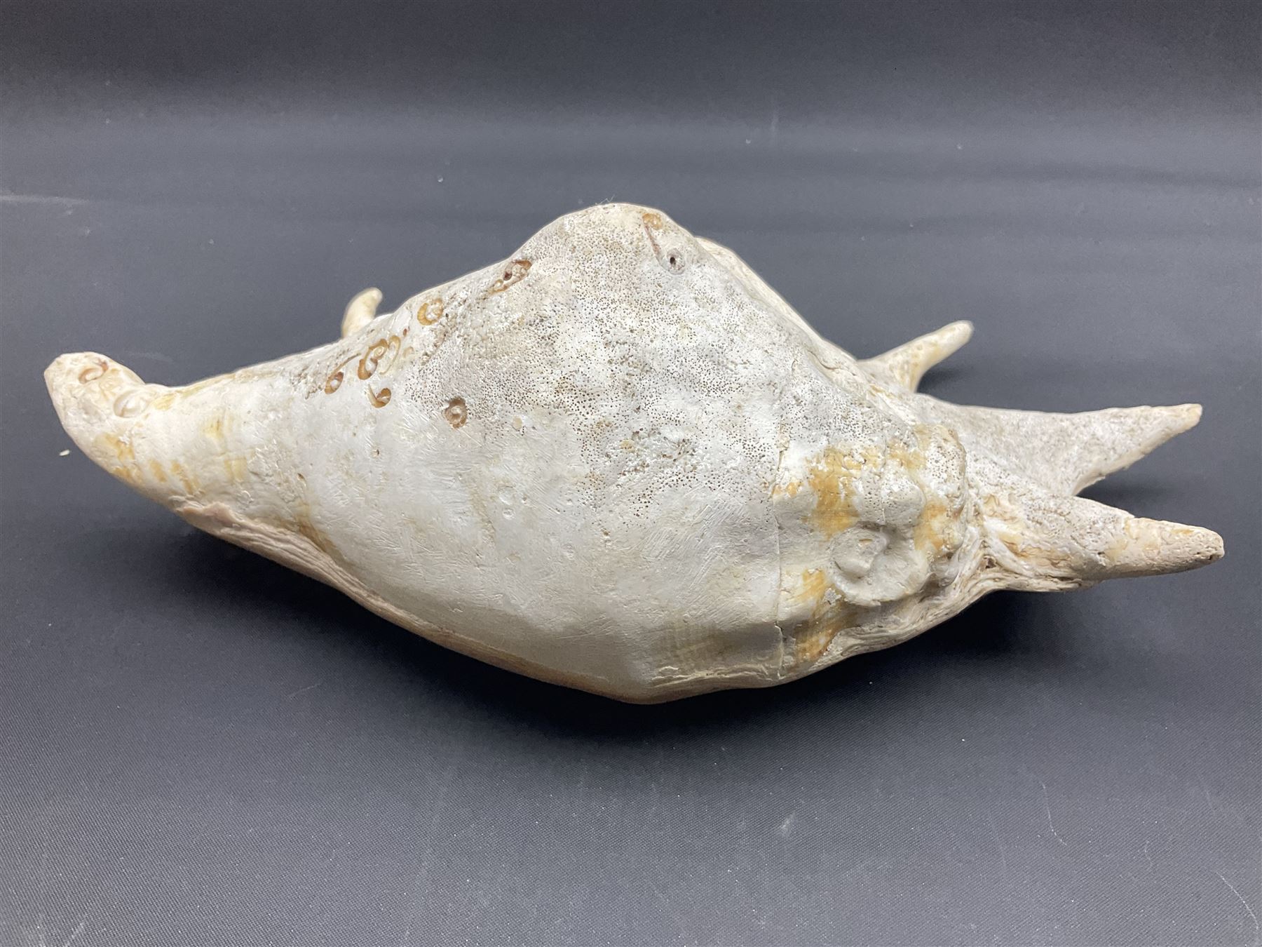 Conchology: selection of conch shells - Image 25 of 28