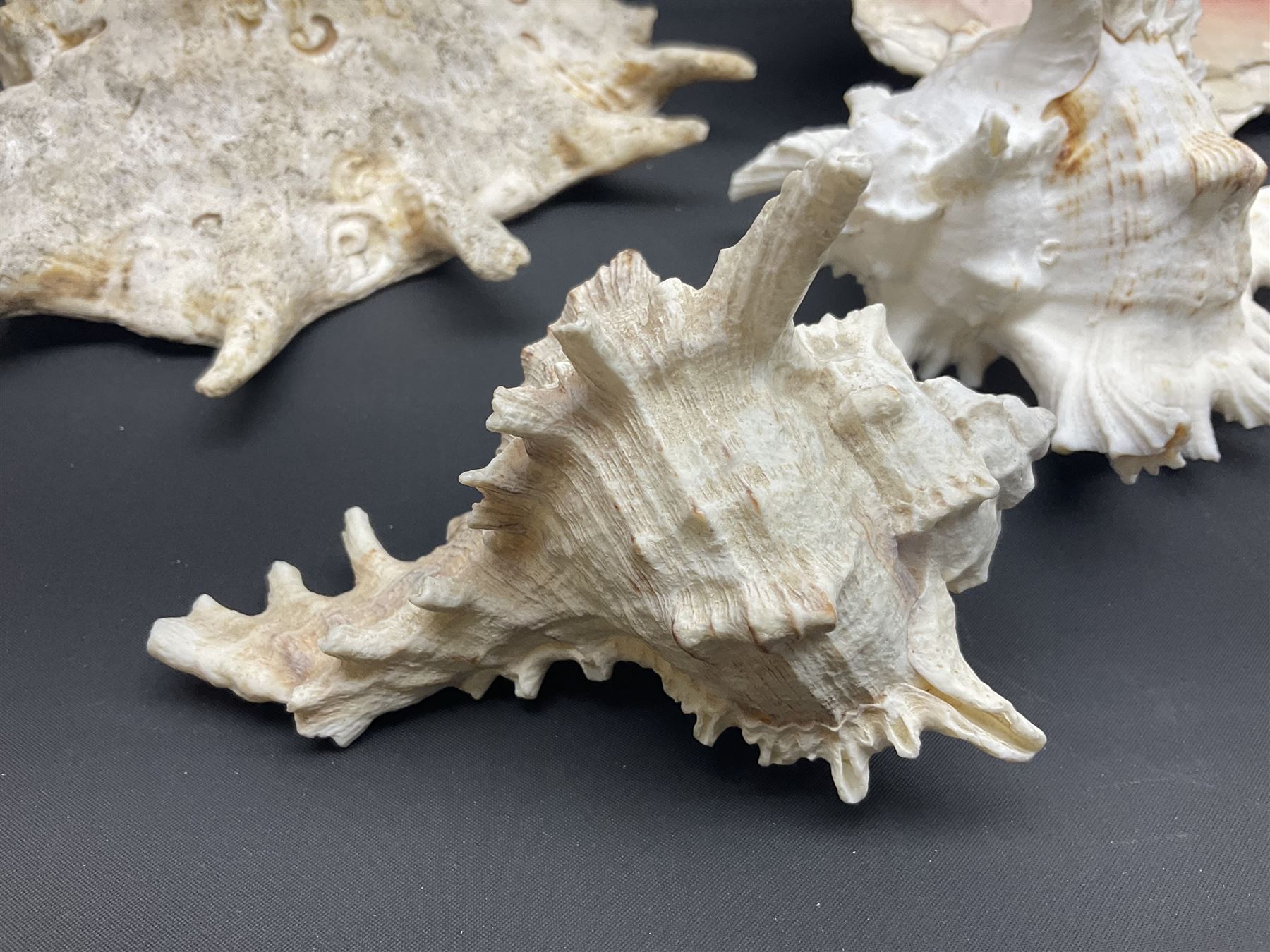 Conchology: selection of conch shells - Image 12 of 28