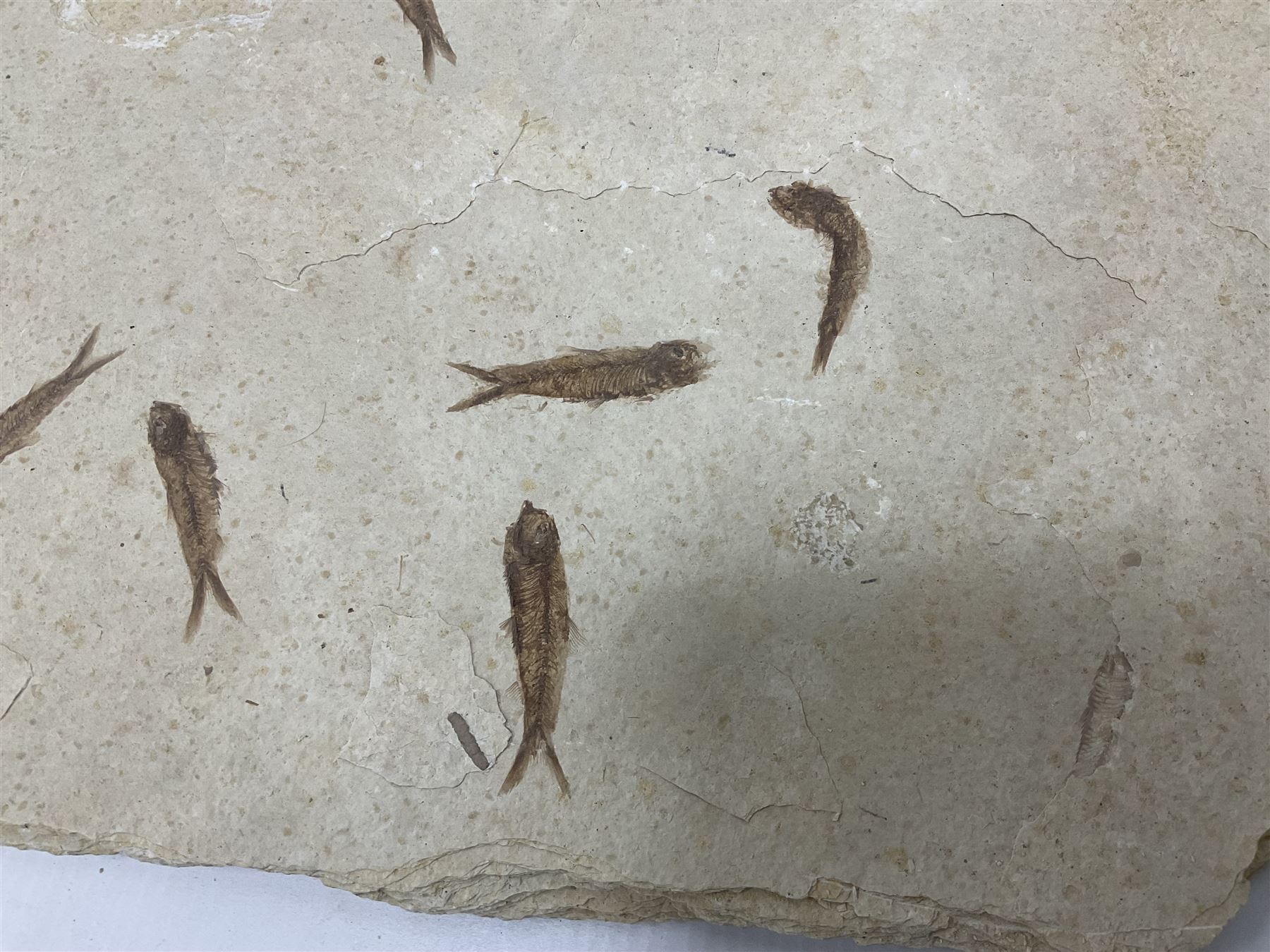 Fossilised fish group in a single matrix; shoal of fossilised fish (Knightia alta) - Image 5 of 11