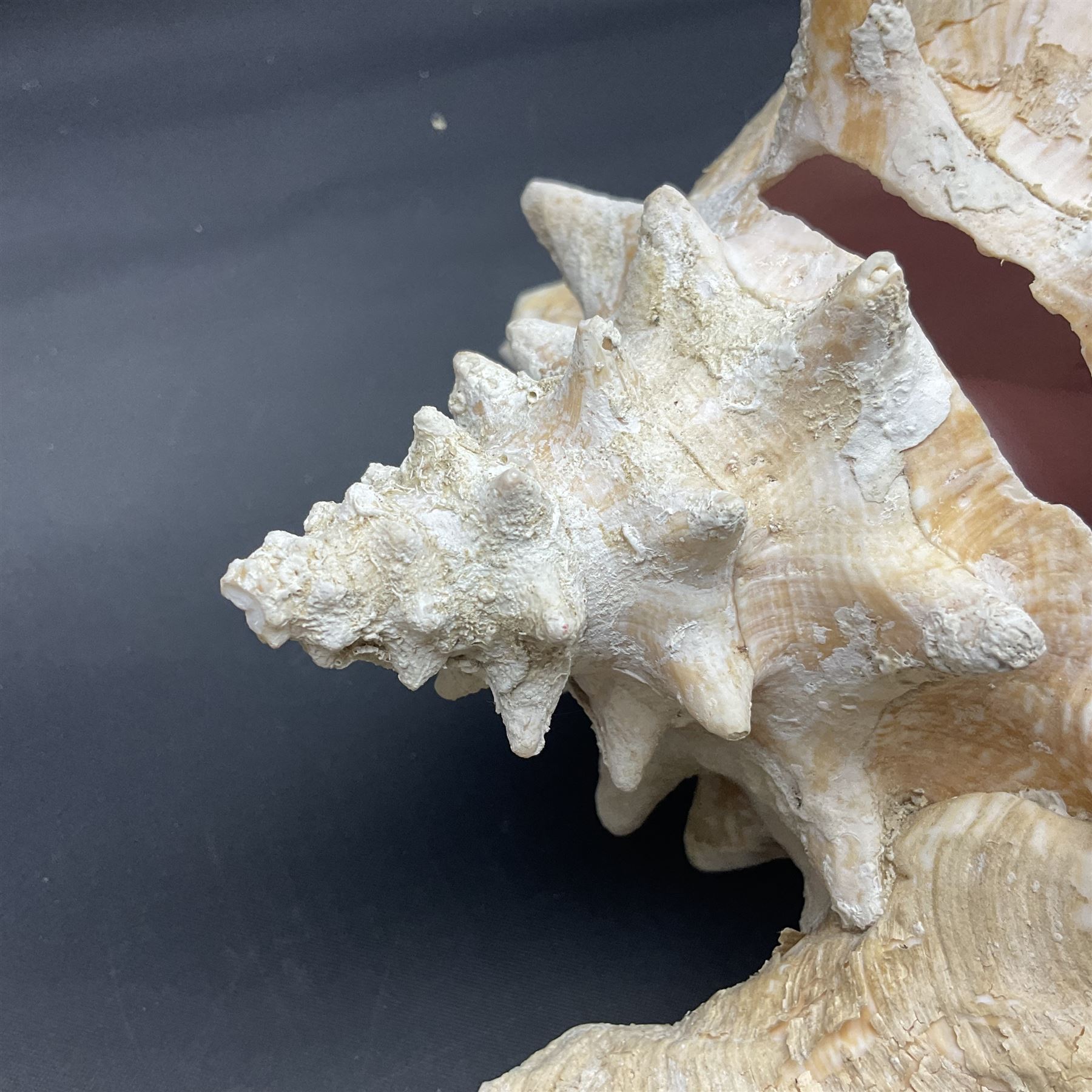 Conchology: selection of conch shells - Image 23 of 28