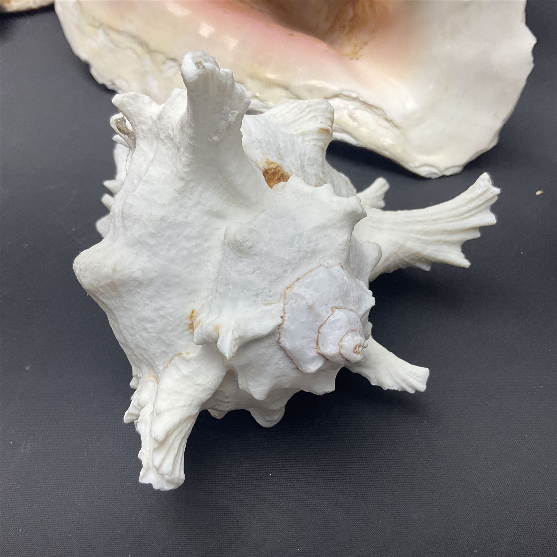 Conchology: selection of conch shells - Image 13 of 28