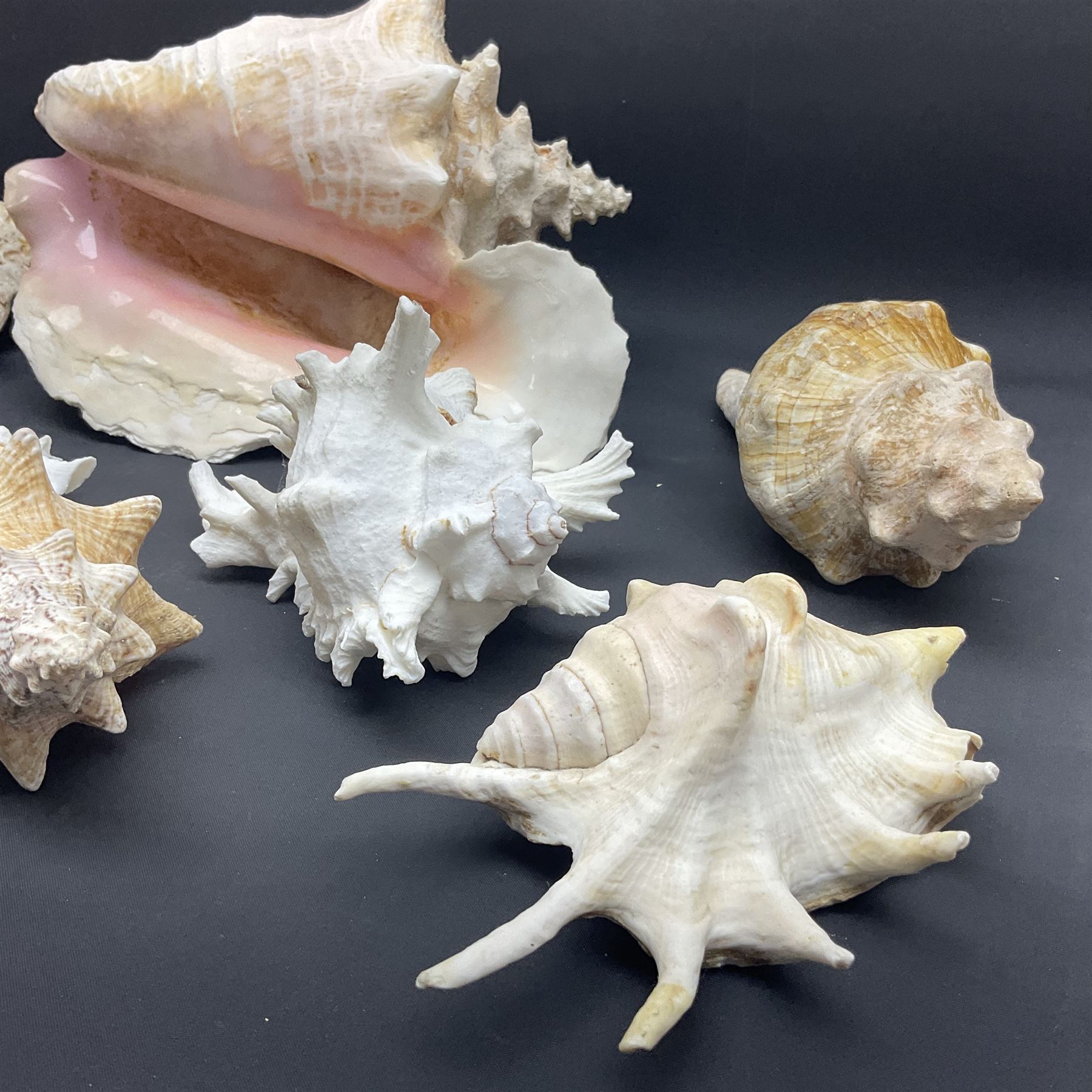 Conchology: selection of conch shells - Image 4 of 28