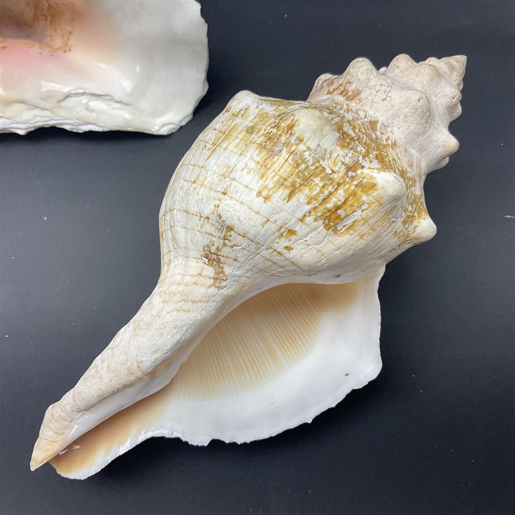Conchology: selection of conch shells - Image 17 of 28