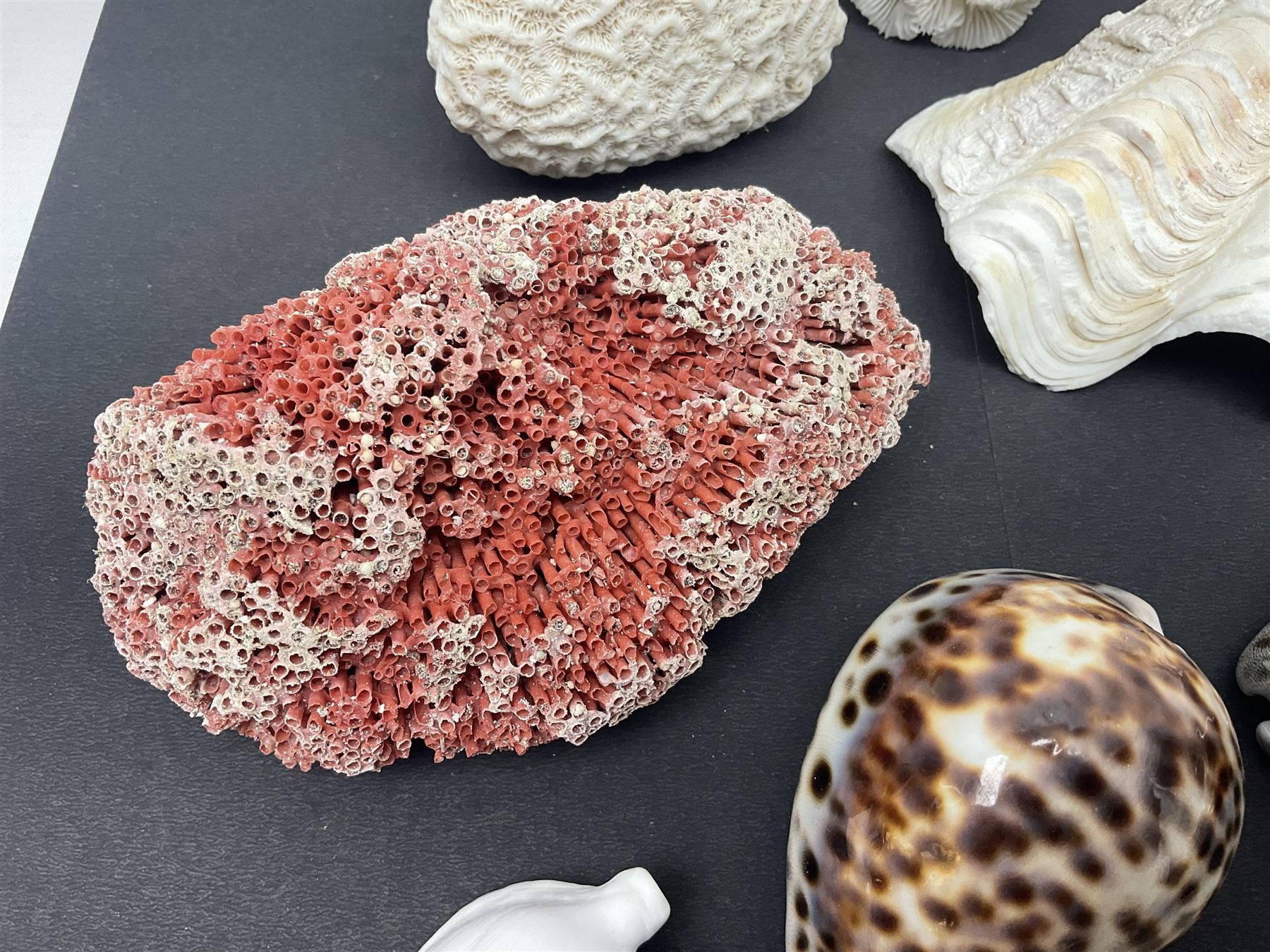 Conchology: collection of dried coral specimens together with a large collection of shells including - Image 9 of 14