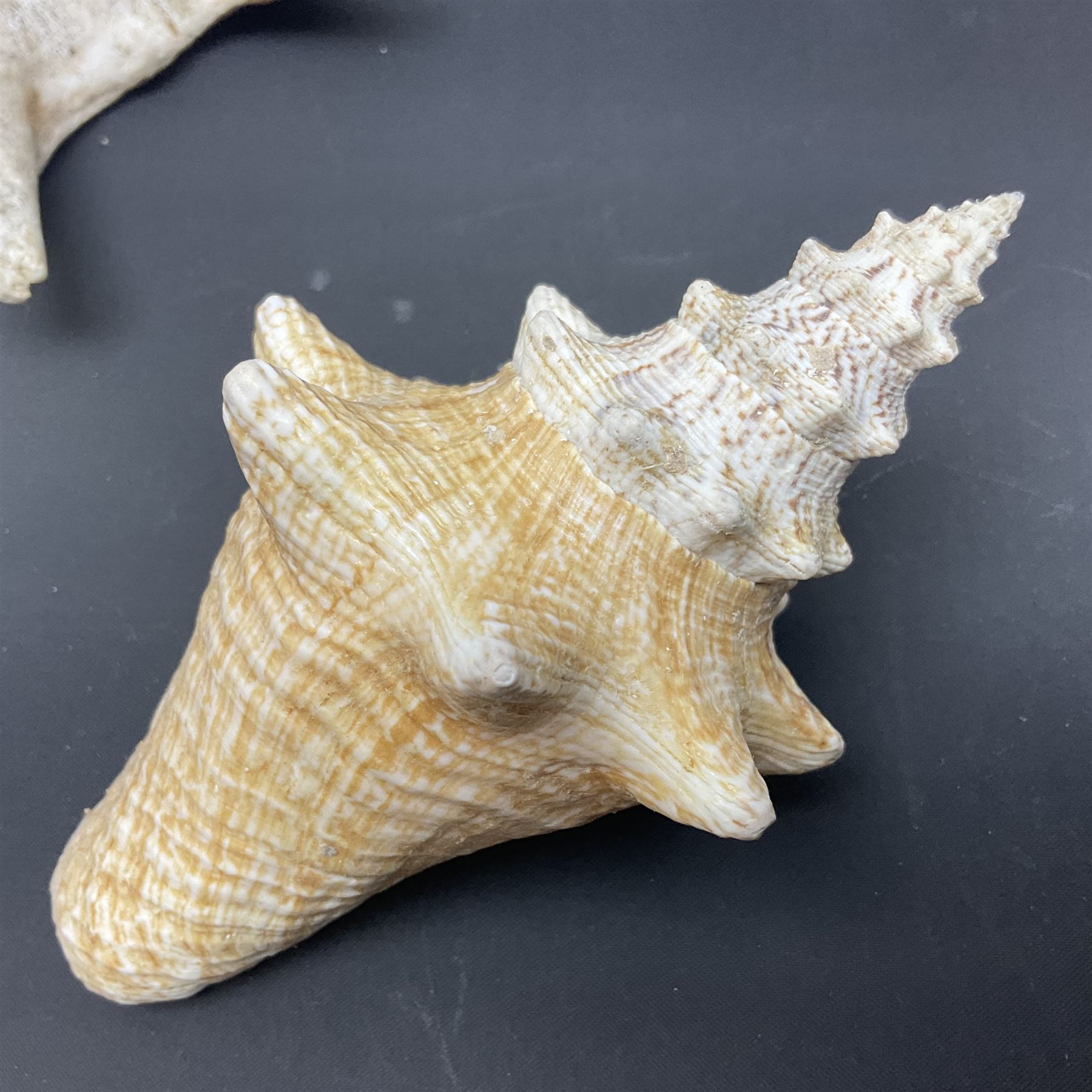 Conchology: selection of conch shells - Image 8 of 28