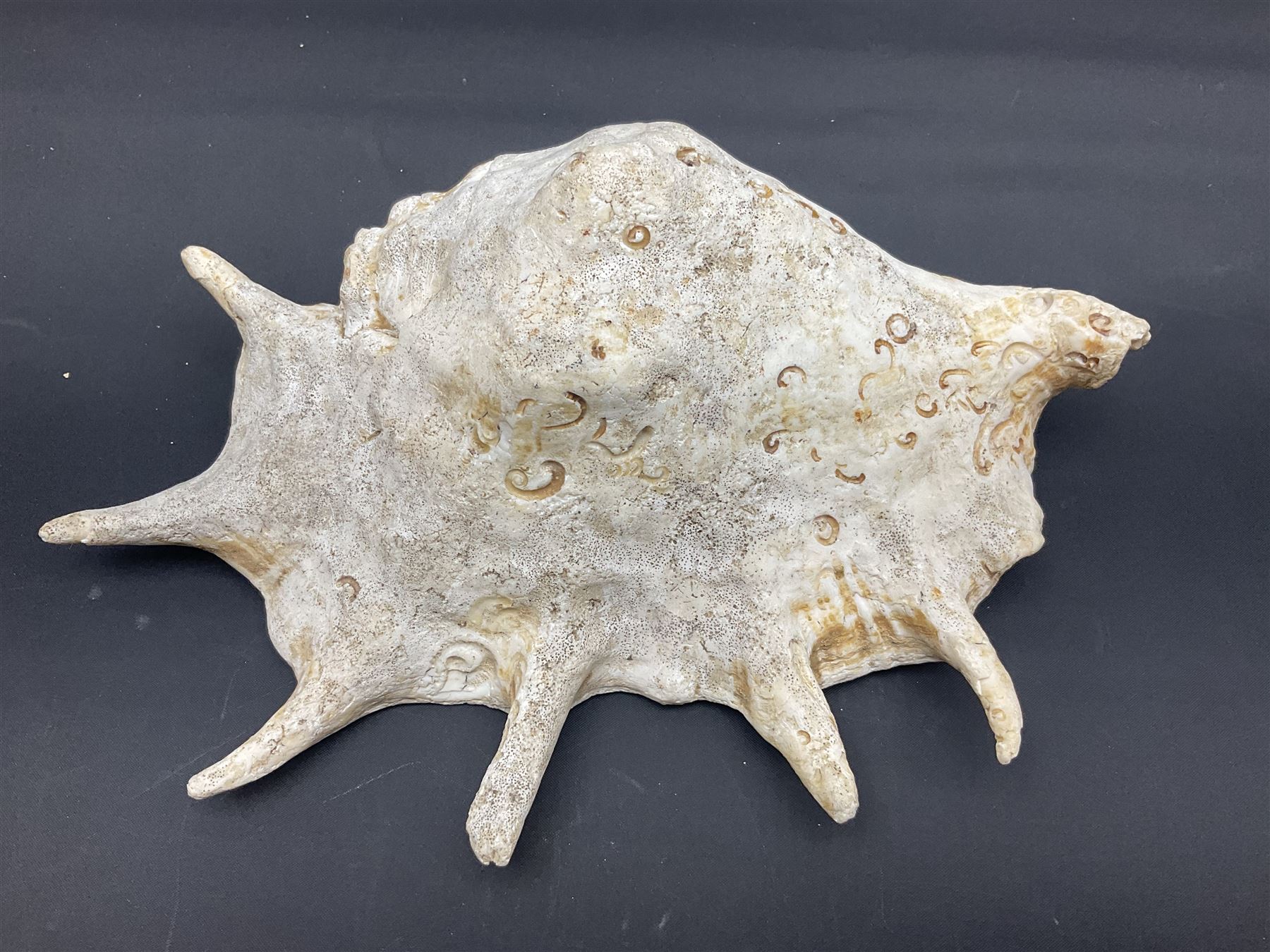 Conchology: selection of conch shells - Image 24 of 28