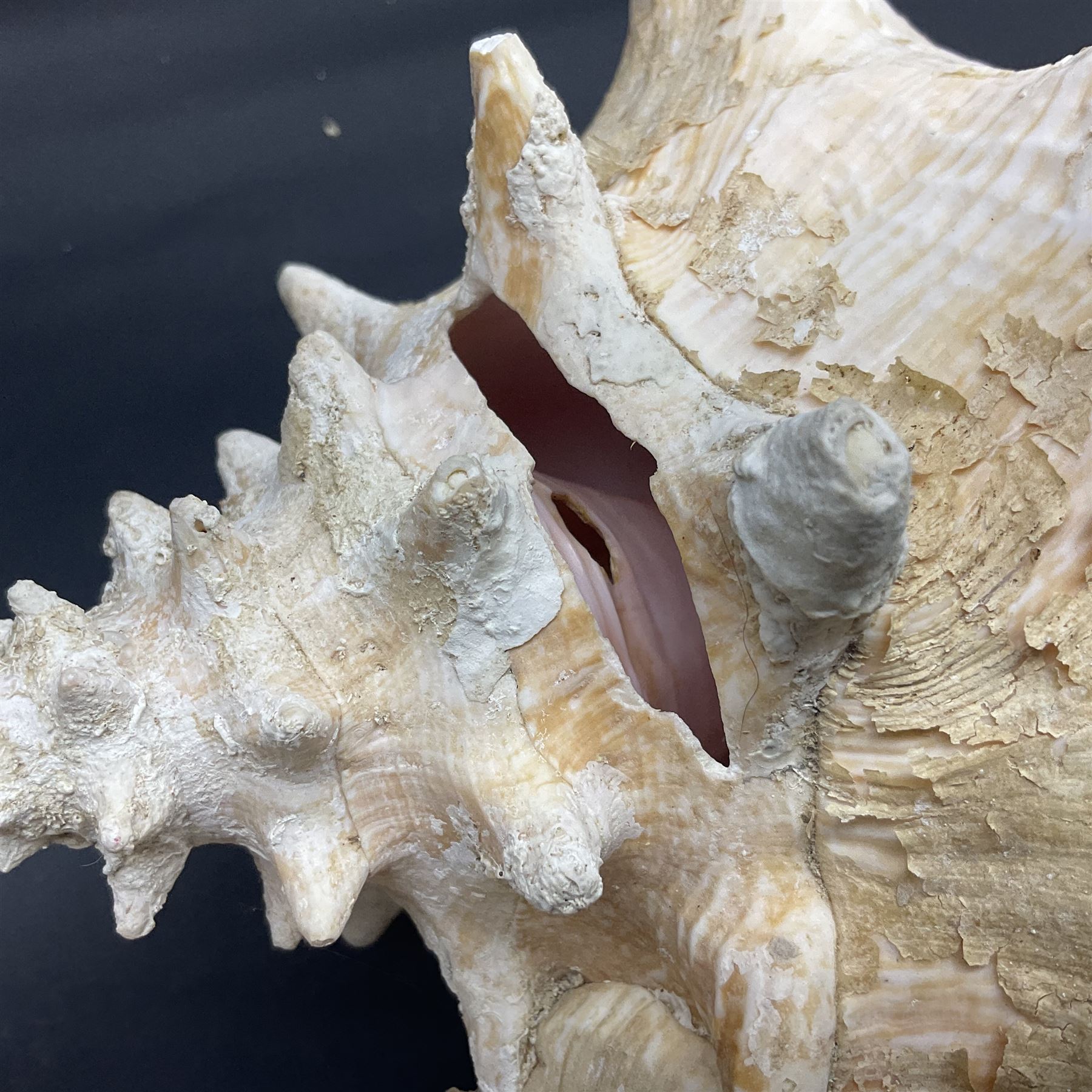 Conchology: selection of conch shells - Image 22 of 28