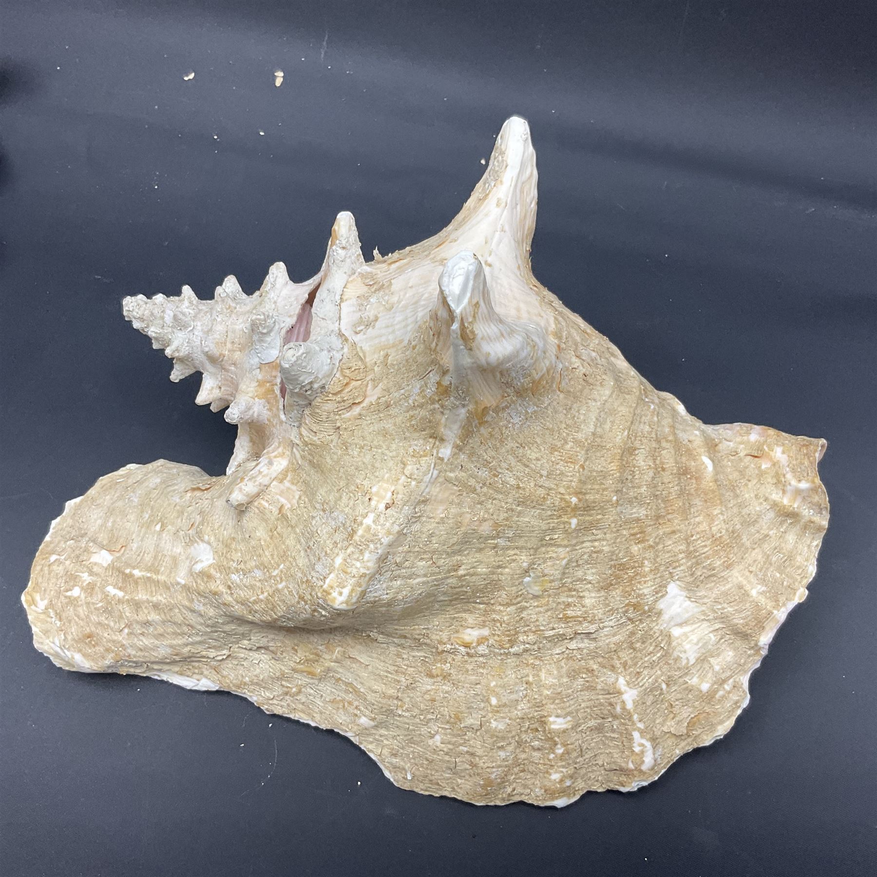 Conchology: selection of conch shells - Image 21 of 28