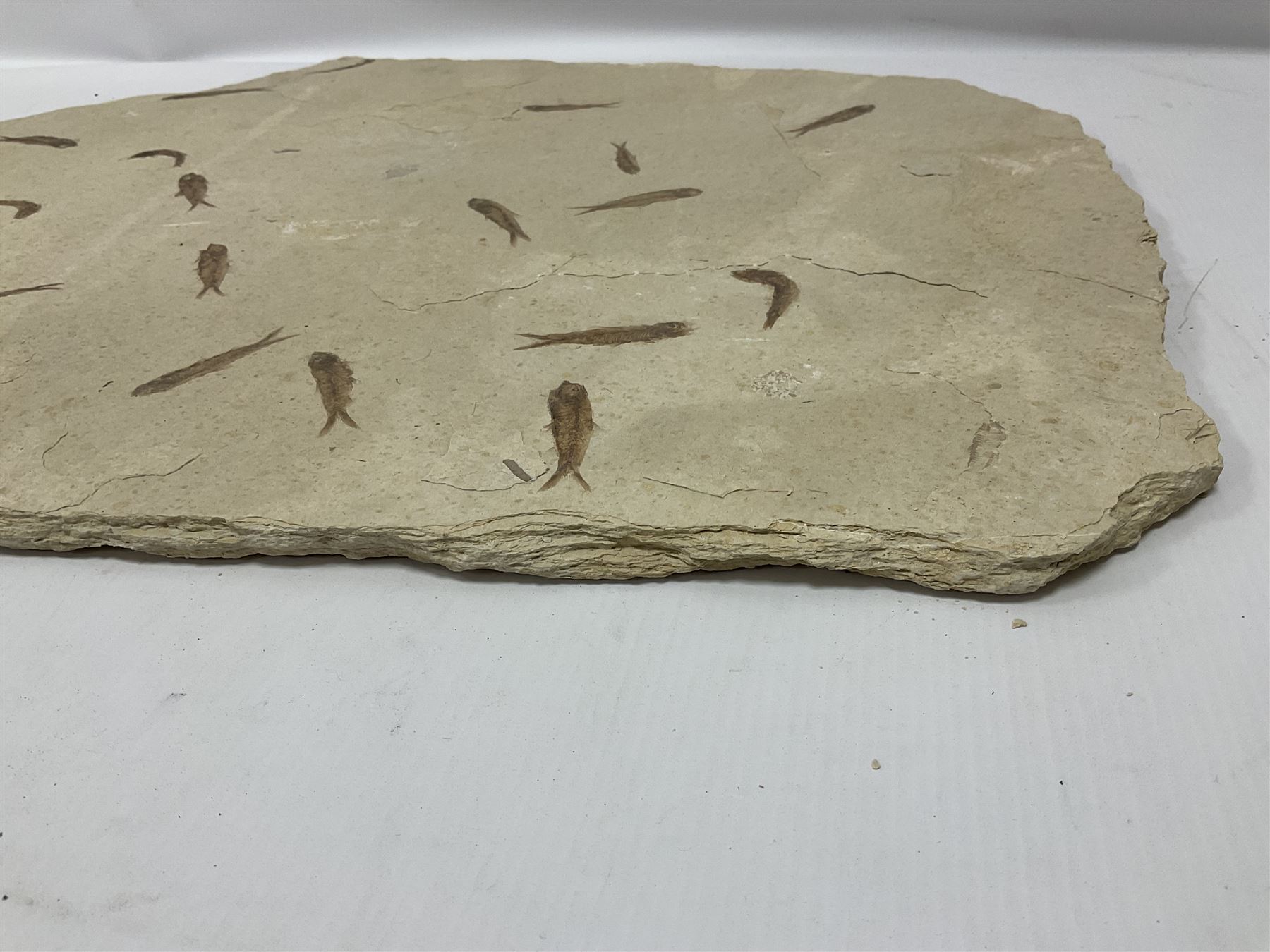 Fossilised fish group in a single matrix; shoal of fossilised fish (Knightia alta) - Image 11 of 11