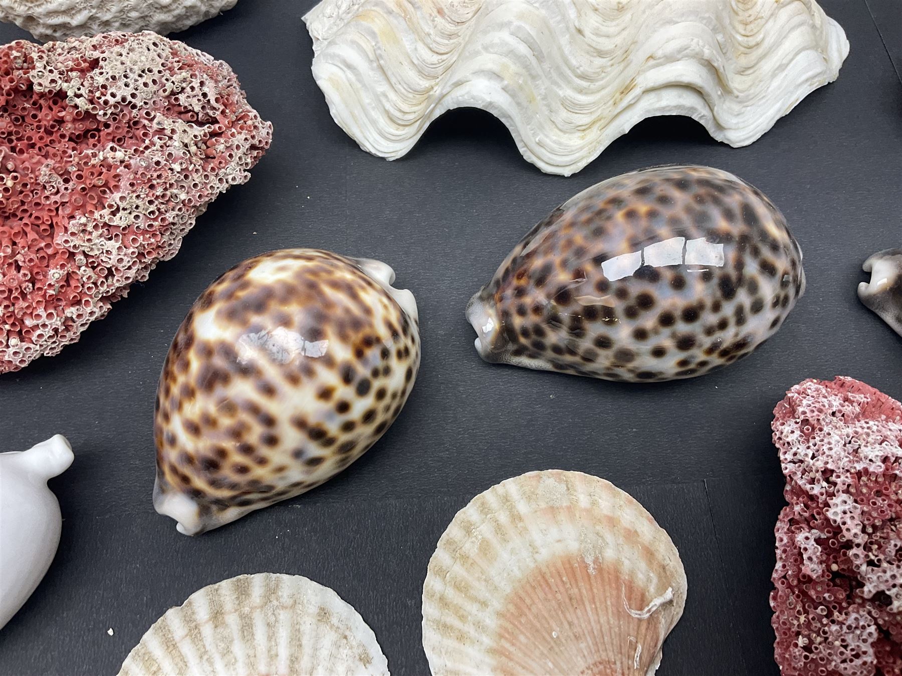 Conchology: collection of dried coral specimens together with a large collection of shells including - Image 8 of 14