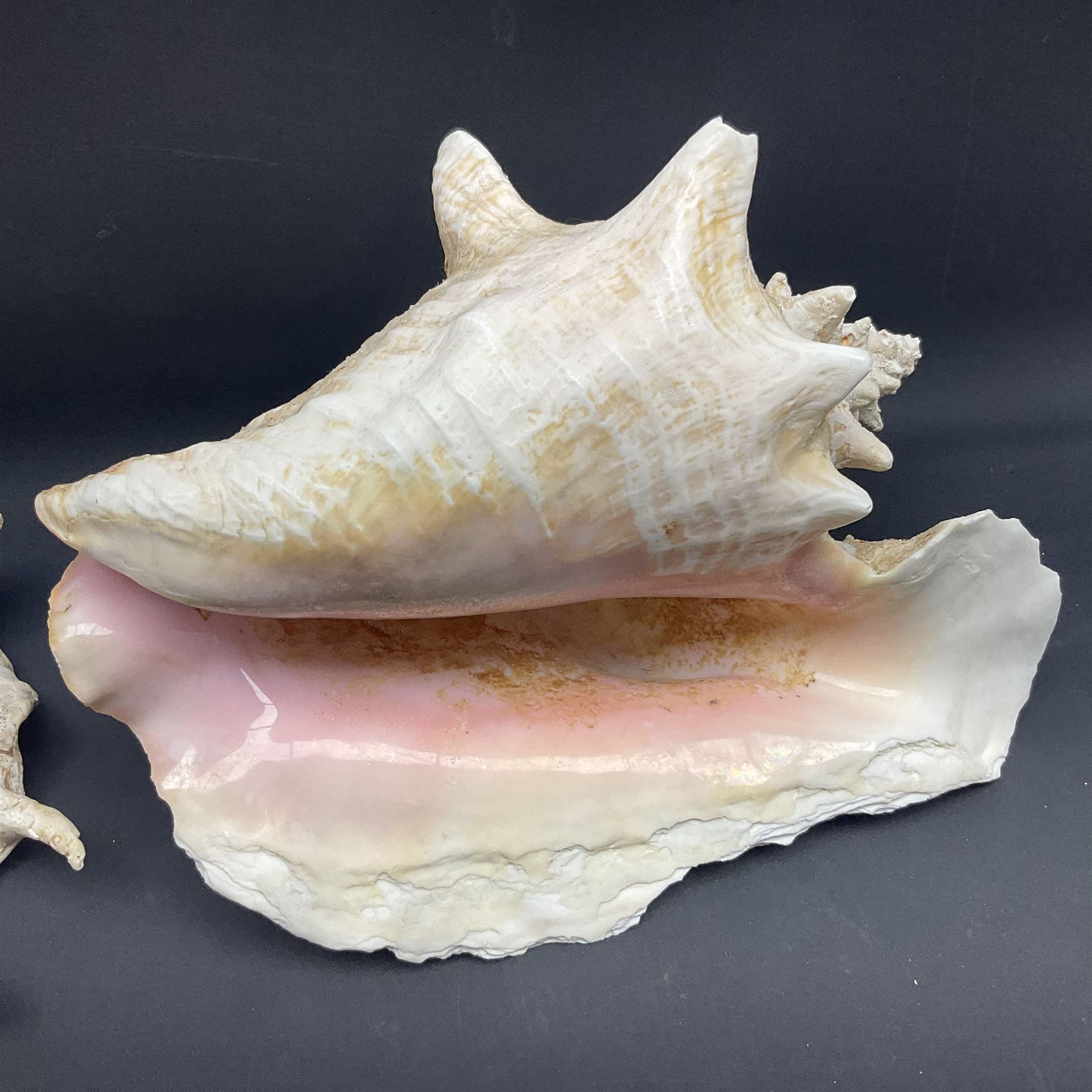 Conchology: selection of conch shells - Image 18 of 28