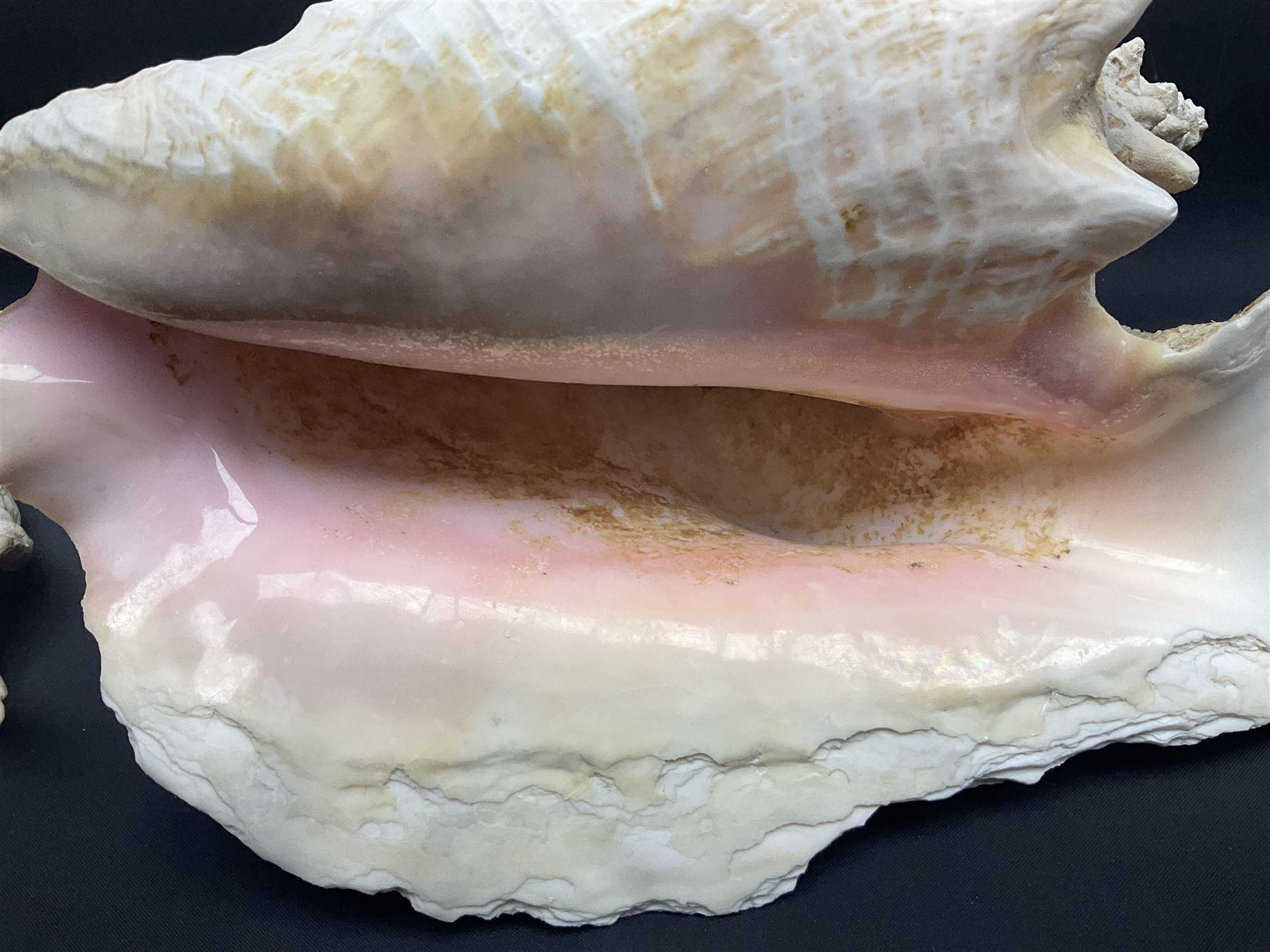 Conchology: selection of conch shells - Image 19 of 28