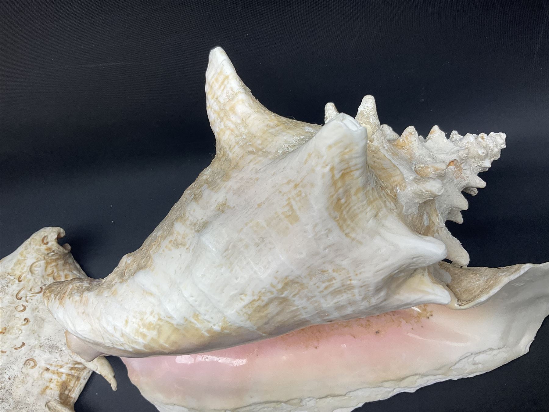 Conchology: selection of conch shells - Image 20 of 28