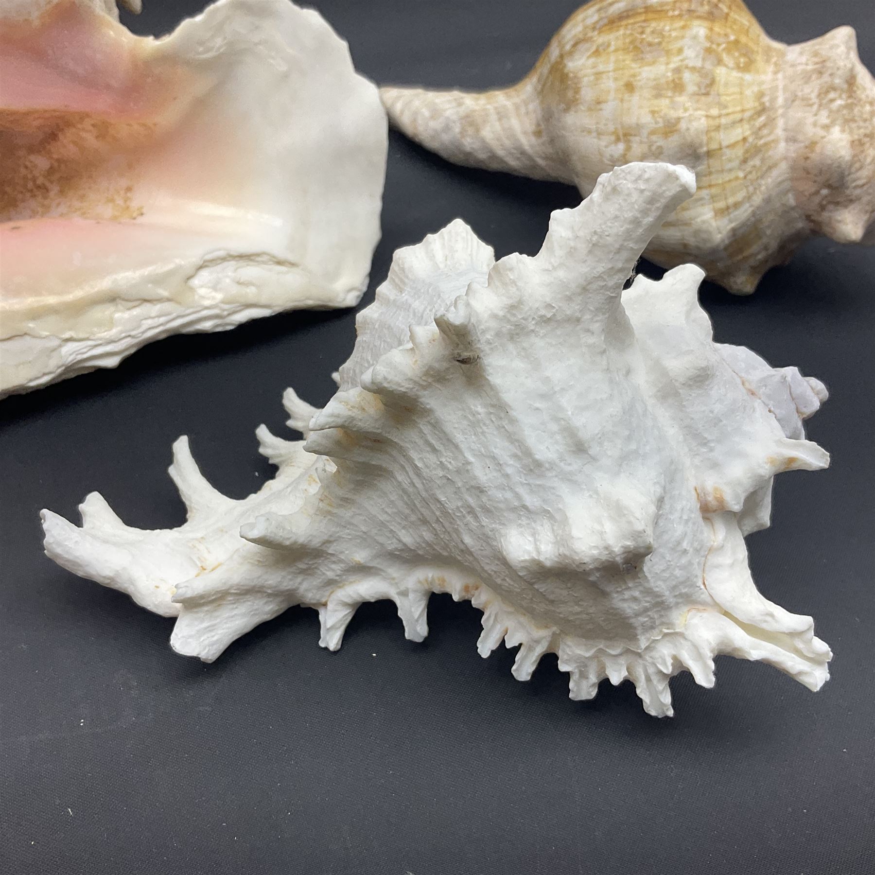 Conchology: selection of conch shells - Image 15 of 28