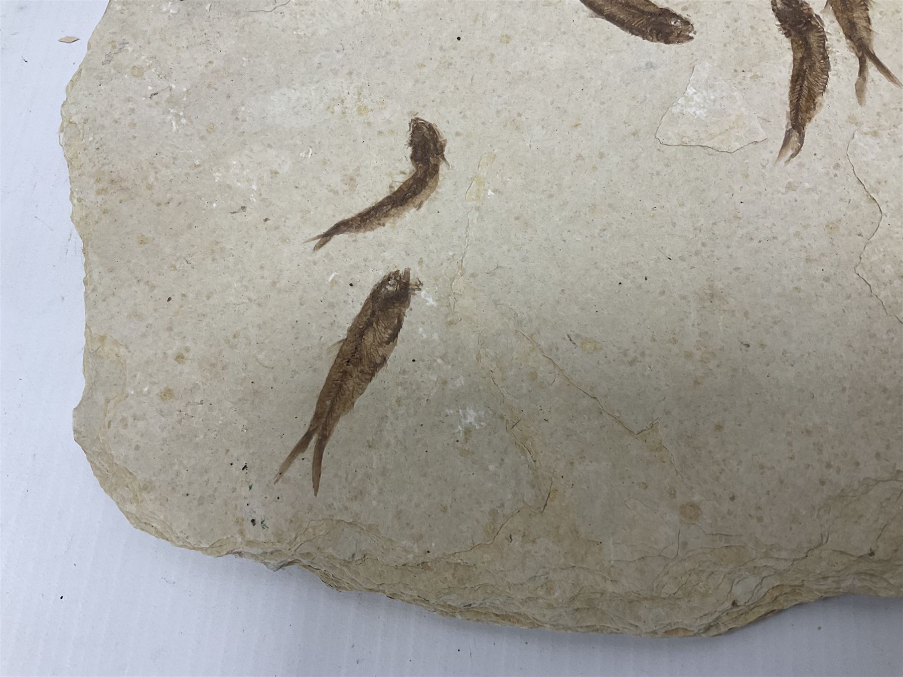 Fossilised fish group in a single matrix; shoal of fossilised fish (Knightia alta) - Image 3 of 11