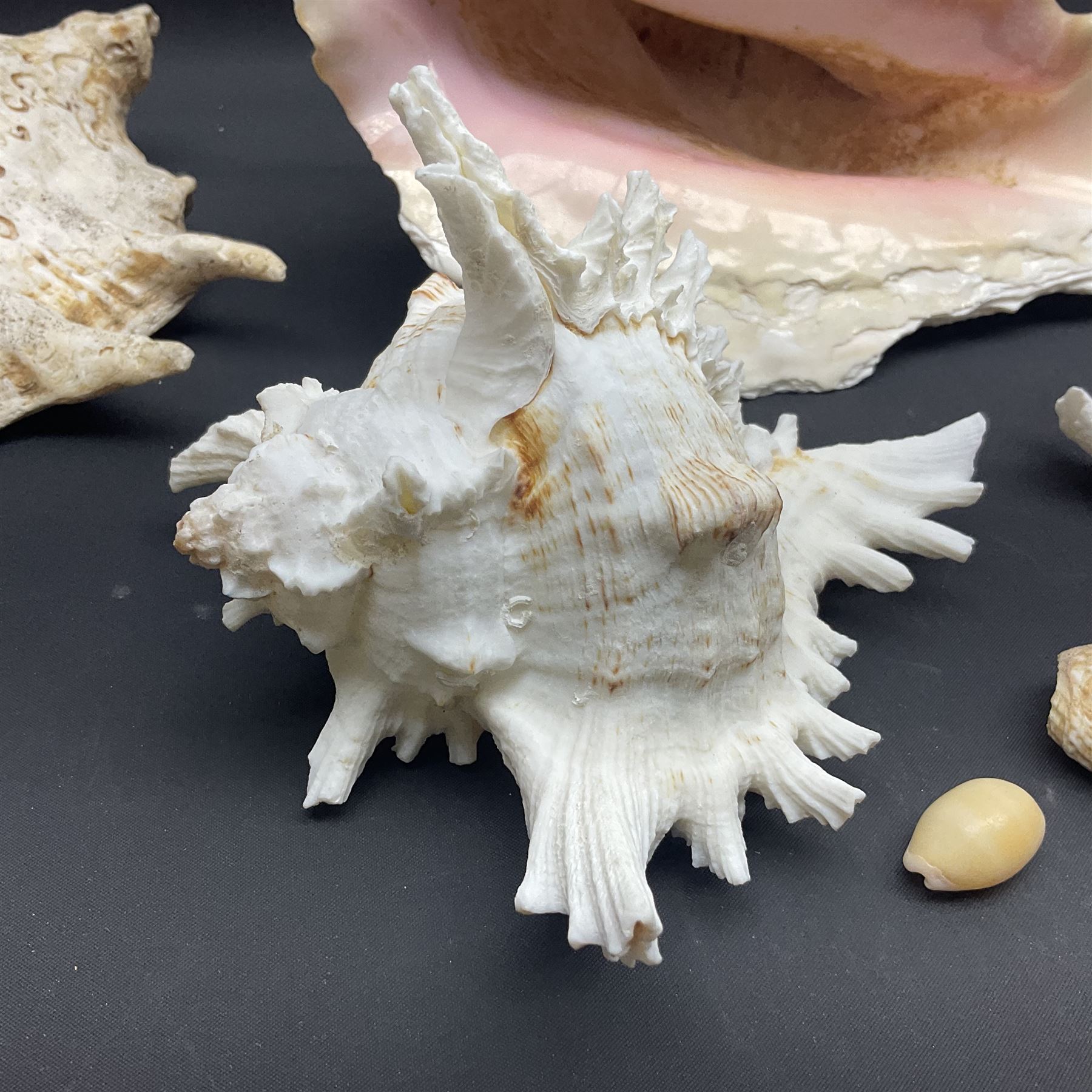 Conchology: selection of conch shells - Image 5 of 28
