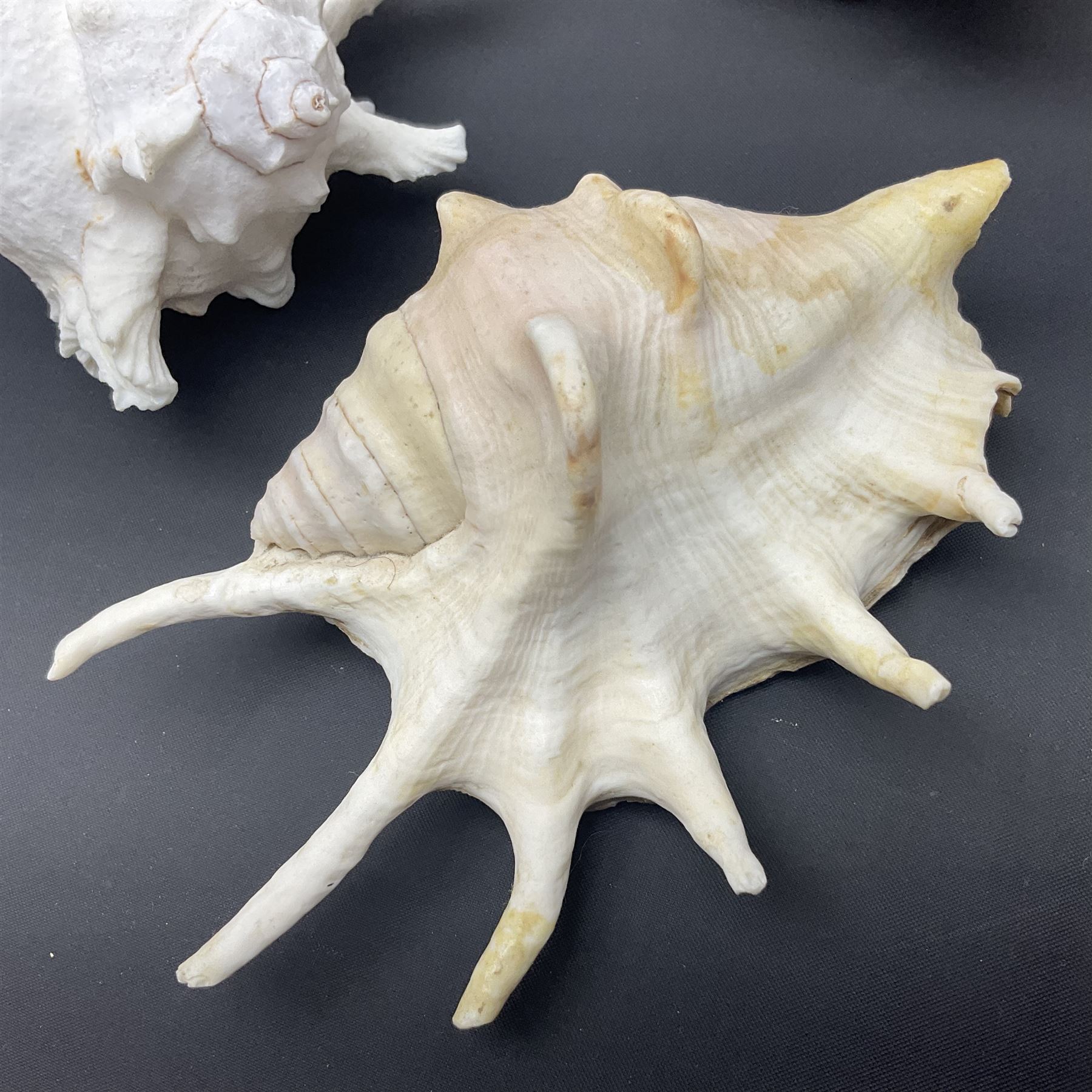 Conchology: selection of conch shells - Image 10 of 28
