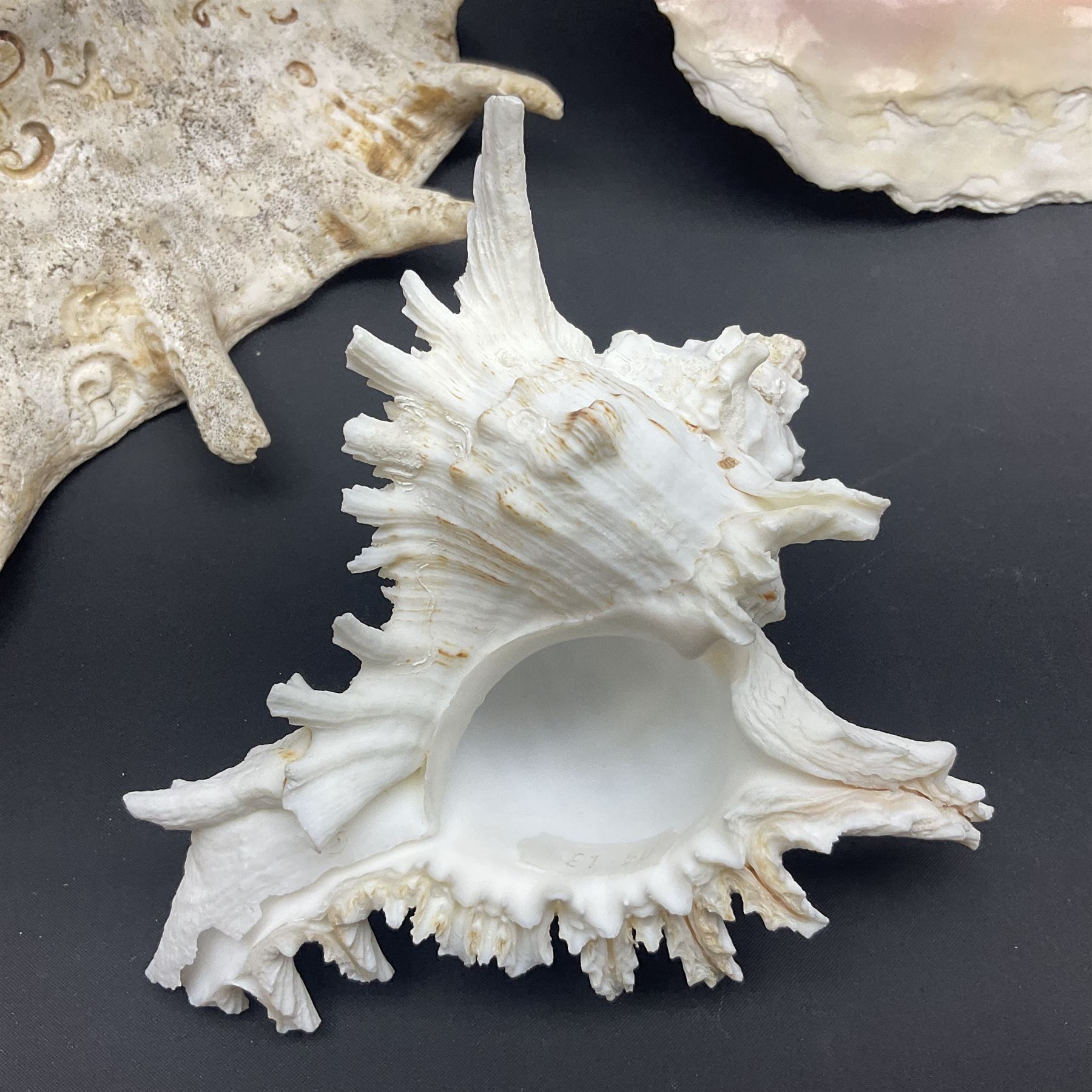 Conchology: selection of conch shells - Image 7 of 28