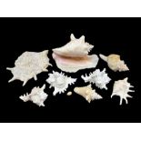 Conchology: selection of conch shells